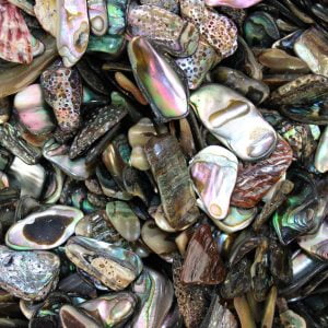 Chakra Stone Charm Paua Shell Reiki Healing Gift Tumbled Gemstone Small Single