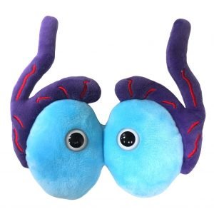 Giant Microbes Testicles Organ Original Plush Soft Toy Educational Gift 16cm